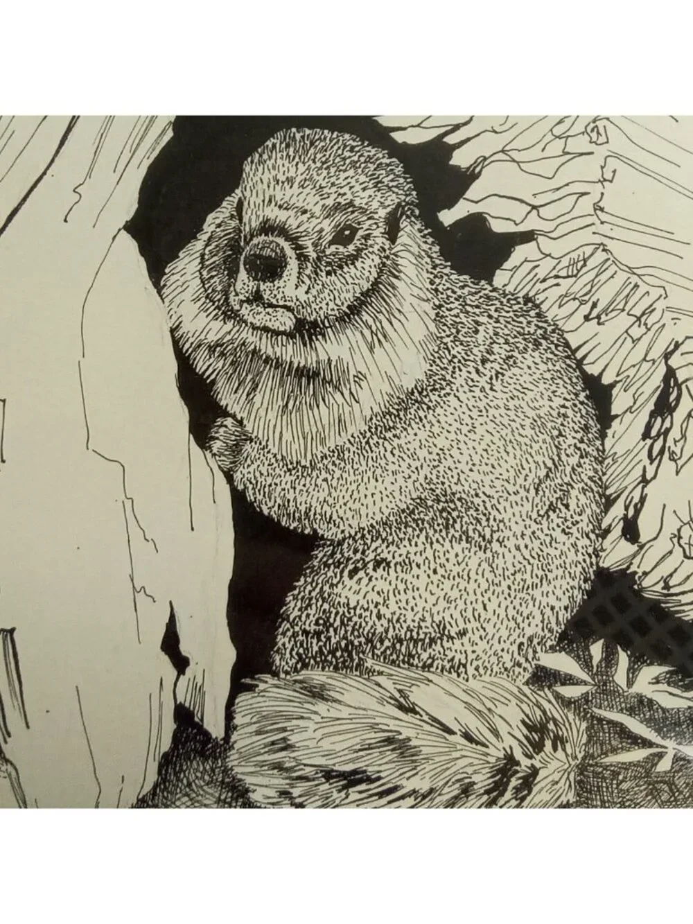 Woodchuck Wall Art Framed Pen And Ink Drawing Print Signed 21 x 16 Cabin Decor